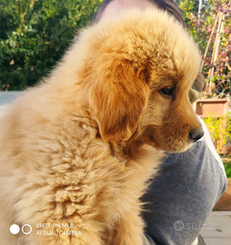 Golden retriever