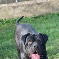 Prenotazioni cuccioli cane corso