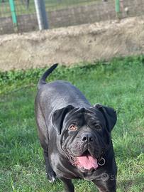 Prenotazioni cuccioli cane corso