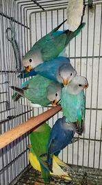 Blocco 16 inseparabili roseicollis