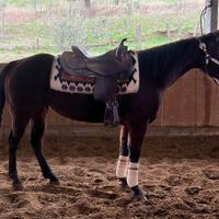 Quarter Reining