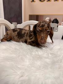 Cucciolata bassotti varie taglie M e F promo