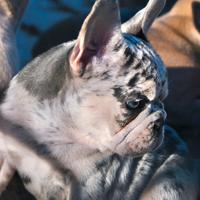 Cucciolo bulldog francese merle femmina