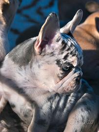 Cucciolo bulldog francese merle femmina