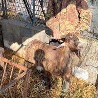 Capra maschio becco