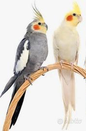 Uccelli