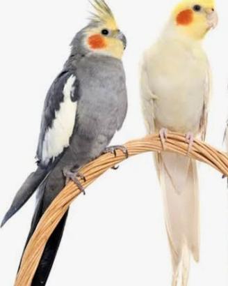 Uccelli