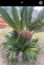 Cycas revoluta doppia testa con figli