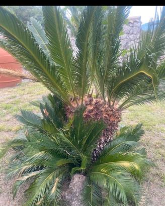 Cycas revoluta doppia testa con figli