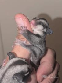 Petauri dello zucchero