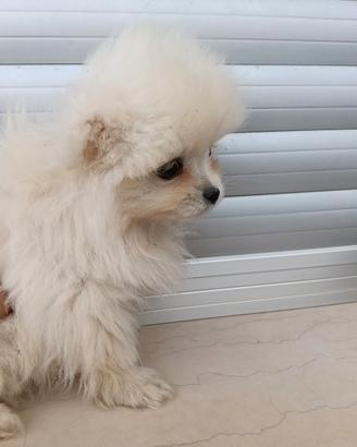 Spiz pomerania