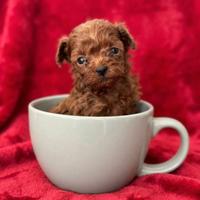 Barboncini red intenso asiatici