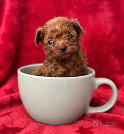 Barboncini red intenso asiatici