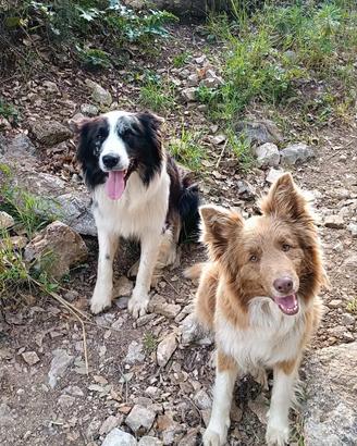 Cuccioli di border collie