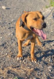 American Pitbull terrier ADBA