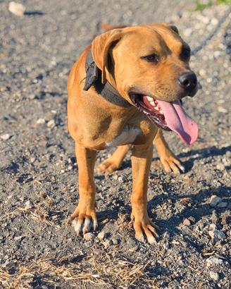 American Pitbull terrier ADBA