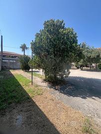 Rif. 537 - due lotti terreno di circa 1200 mq