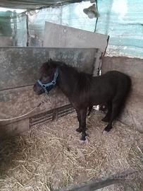 Pony
