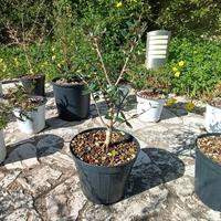 Olivastro - Pianta robusta, ideale per bonsai
