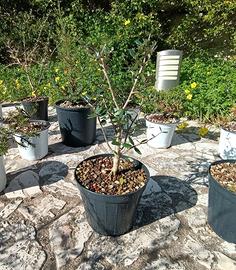 Olivastro - Pianta robusta, ideale per bonsai