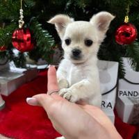 Chihuahua maschietto pelo lungo