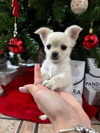 Chihuahua maschietto pelo lungo