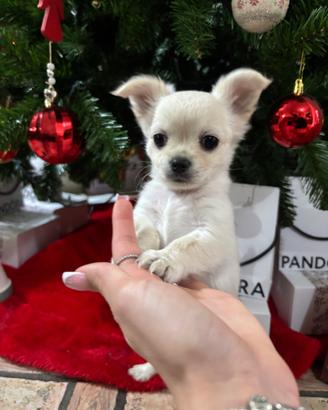 Chihuahua maschietto pelo lungo