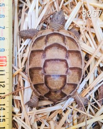 T. marginata ALBINO caram. T+ BABY cb 2024 (2574)
