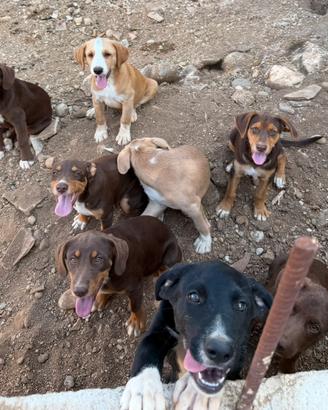 Cuccioli di meticcio