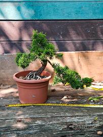 Bonsai Ginepro Itoigawa 