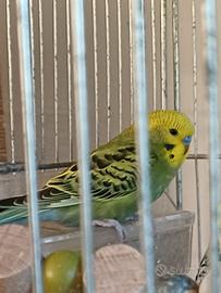 Cocoriti