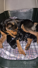 Cuccioli di Pastore Tedesco Originali