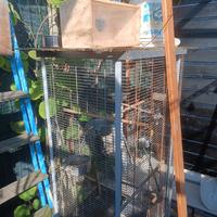 3 Gabbie per uccelli