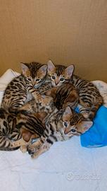 Cuccioli di gatto bengala