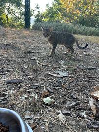 Gatti coccolosi