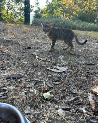 Gatti coccolosi