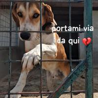 TEDDY 2 ANNI taglia media
