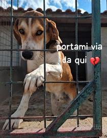 TEDDY 2 ANNI taglia media