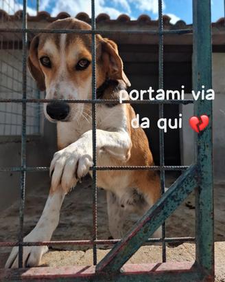 TEDDY 2 ANNI taglia media