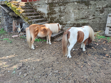 Mini shetland