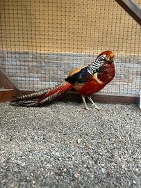 Fagiano Dorato Rosso