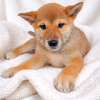 Cucciolo maschio di Shiba Inu