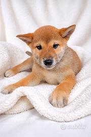 Cucciolo maschio di Shiba Inu