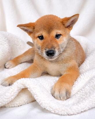 Cucciolo maschio di Shiba Inu