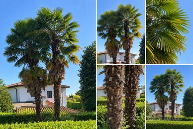 Palme Trachycarpus fortunei adulte