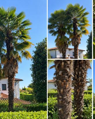 Palme Trachycarpus fortunei adulte