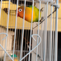 Inseparabile maschio