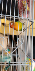 Inseparabile maschio