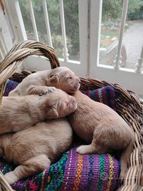 Golden retriever linea Americana
