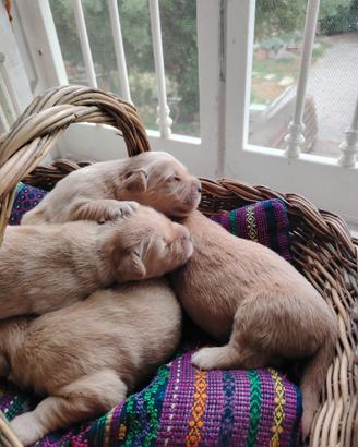 Golden retriever linea Americana